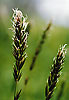     Poaceae -    Oreochloa disticha