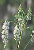      Fabaceae -     Melilotus albus Med 
