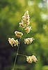    Poaceae -              Baldingera arundinacea
