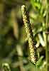     Poaceae -         Phleum hirsutum Honck