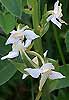      Orchidaceae -    Platanthera chlorantha (Cust.) Rchb.