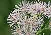     Thalictrum aquilegifolium   Ranunculaceae - 